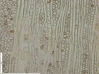 Tangential section