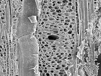 Tangential section