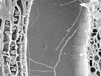 Tangential section