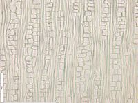 Tangential section