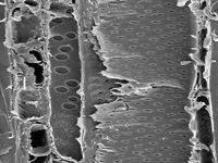 Tangential section