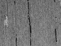 Tangential section