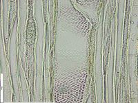 Tangential section