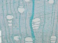Transversal section