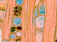 Tangential section