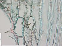 Tangential section