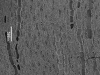 Tangential section