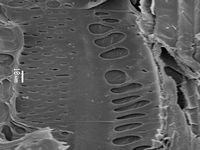 Tangential section