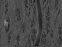 Tangential section