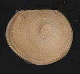 Scan transversal view