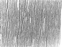 Tangential section