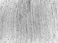 Transversal section