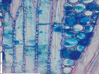 Tangential section