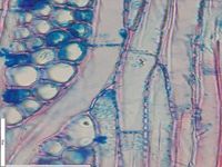 Tangential section