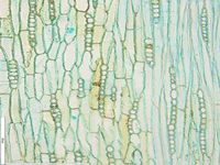 Tangential section