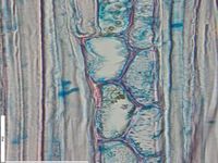 Tangential section