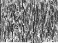 Tangential section