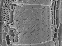 Tangential section