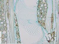 Tangential section