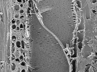 Tangential section