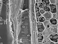 Tangential section