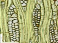 Tangential section