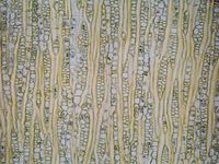 Tangential section