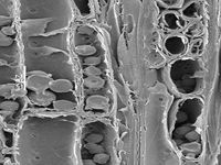 Tangential section