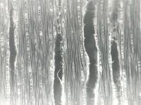 Tangential section