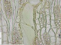 Tangential section