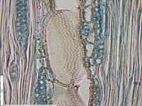 Tangential section