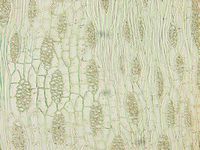 Tangential section