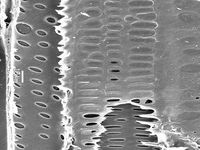 Tangential section