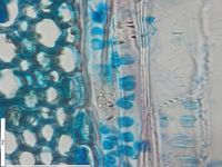 Tangential section