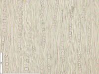 Tangential section