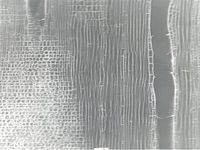 Radial section