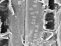 Tangential section