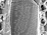 Tangential section