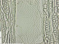 Tangential section