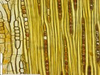 Tangential section