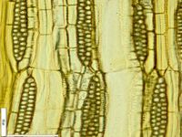 Tangential section