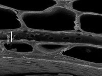 Tangential section