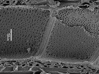 Tangential section