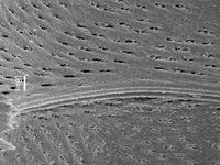 Tangential section