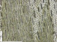 Tangential section