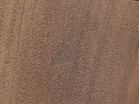 Transversal view of wood