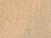 Transversal view of wood