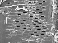 Tangential section