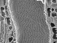 Tangential section