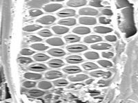 Tangential section